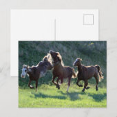 馬を蹴ること ポストカード (正面/裏面)