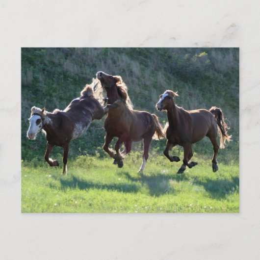 馬を蹴ること ポストカード (正面)