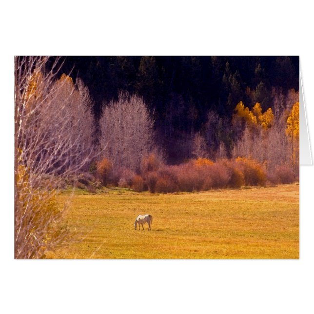 馬イン秋I (正面横)