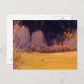 馬イン秋I ポストカード (正面/裏面)