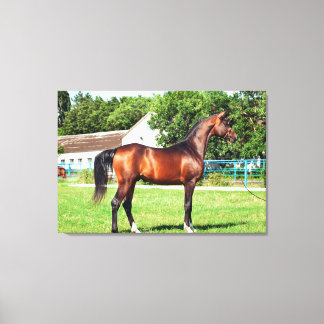 馬コレクション。アラビア湾 キャンバスプリント