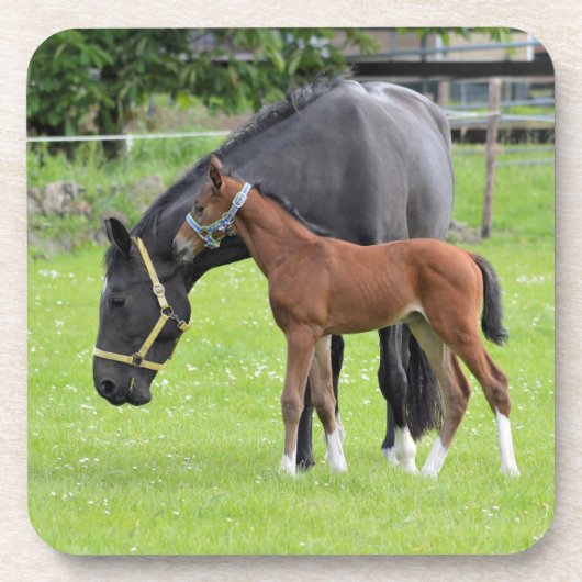 馬コースター コースター (正面)