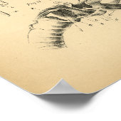 馬スカル喉の解剖学1908ヴィンテージプリント ポスター (角)