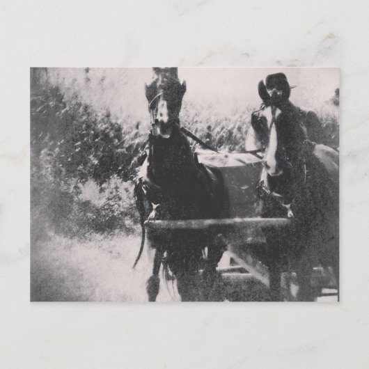 馬チーム#horse #amish ポストカード (正面)