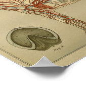 馬ハート動脈解剖学プリント ポスター (角)