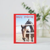 馬バレンティンIV ポストカード (スタンド正面)