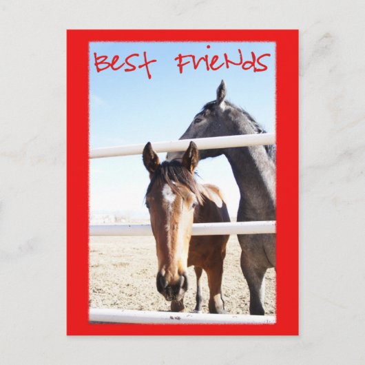 馬バレンティンIV ポストカード (正面)