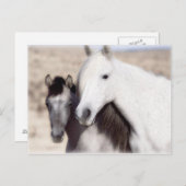 馬パーティの招待状およびカードをカスタマイズ ポストカード (正面/裏面)