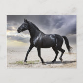 馬ブラックスタリオン – こんにちは、ありがとう、愛 ポストカード (正面)