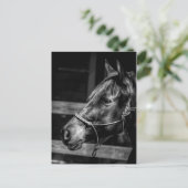 馬プロフィール葉書 ポストカード (スタンド正面)