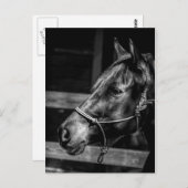 馬プロフィール葉書 ポストカード (正面/裏面)