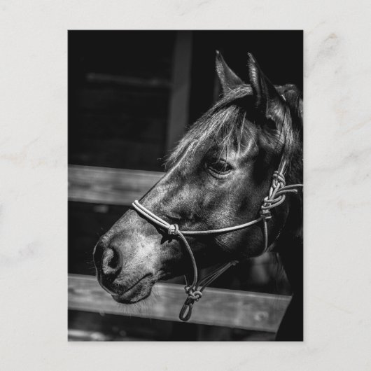 馬プロフィール葉書 ポストカード (正面)