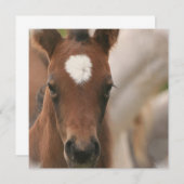 馬ベビー招待状 招待状 (正面/裏面)