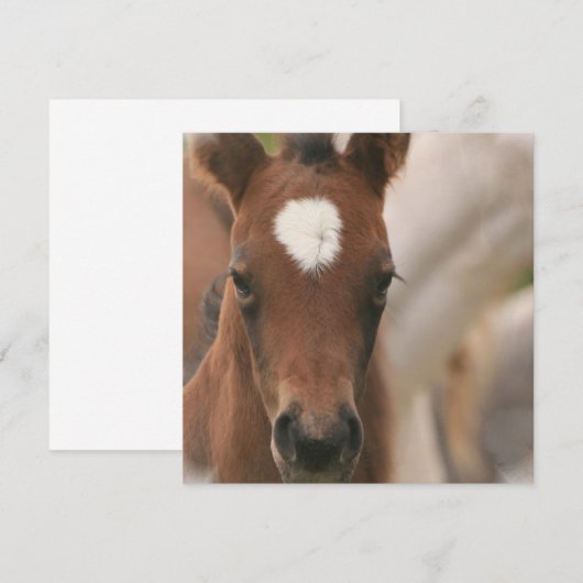 馬ベビー招待状 招待状 (正面/裏面)