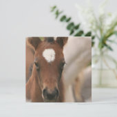 馬ベビー招待状 招待状 (スタンド正面)