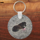 馬ポニーシェティ動物ミニホース キーホルダー (正面)