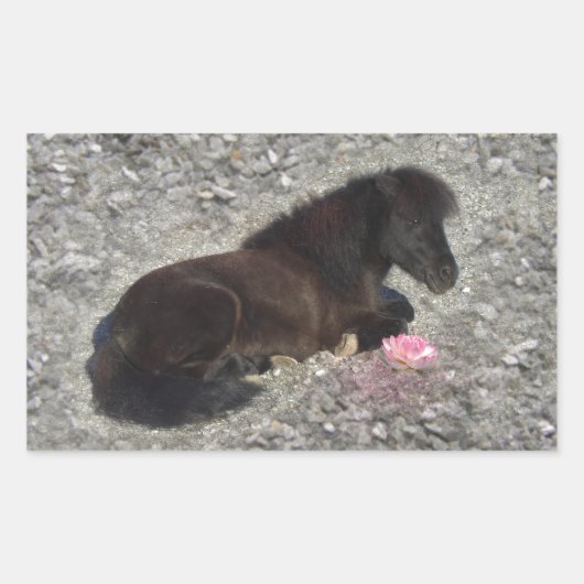 馬ポニーシェティ動物ミニホース 長方形シール (正面)