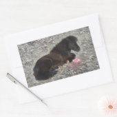 馬ポニーシェティ動物ミニホース 長方形シール (封筒)