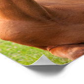 馬リラックスの緑の牧草地 ポスター (角)