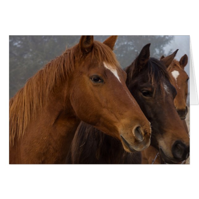 馬三つ子 (正面横)