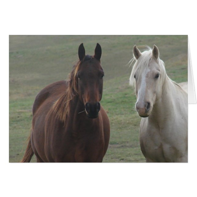 馬仲間 (正面横)