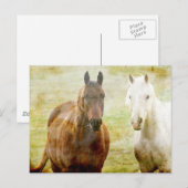 馬仲間 ポストカード (正面/裏面)