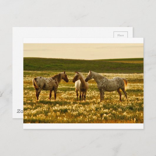 馬会議 ポストカード (正面/裏面)