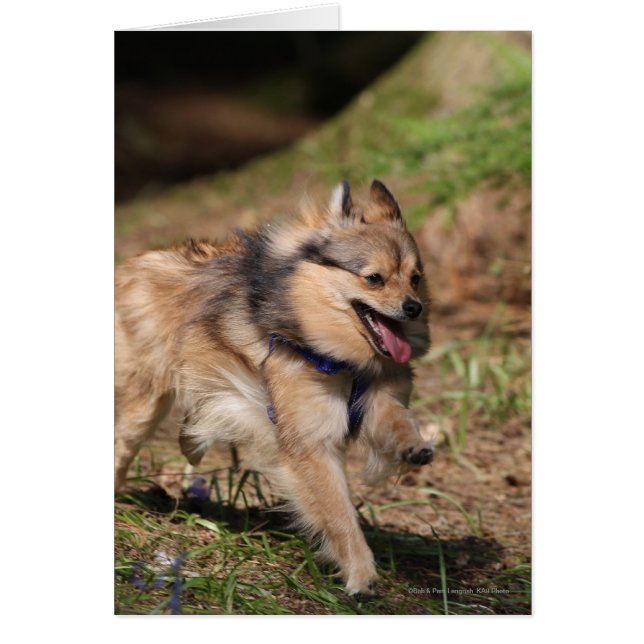 馬具とのポメラニア犬のランニング (正面)