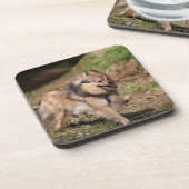 馬具とのポメラニア犬のランニング コースター (左側)