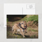 馬具とのポメラニア犬のランニング ポストカード (正面/裏面)