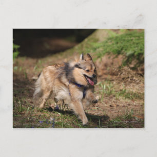 馬具とのポメラニア犬のランニング ポストカード