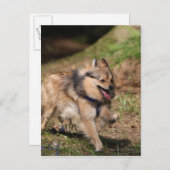 馬具とのポメラニア犬のランニング ポストカード (正面/裏面)