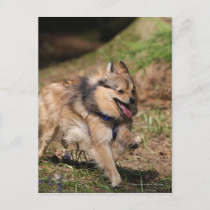 馬具とのポメラニア犬のランニング ポストカード