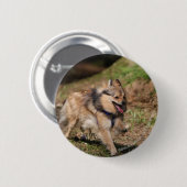 馬具とのポメラニア犬のランニング 缶バッジ (正面&裏面)