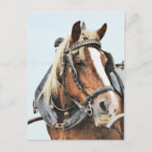 馬具荷車を引く付きの馬 ポストカード (正面)