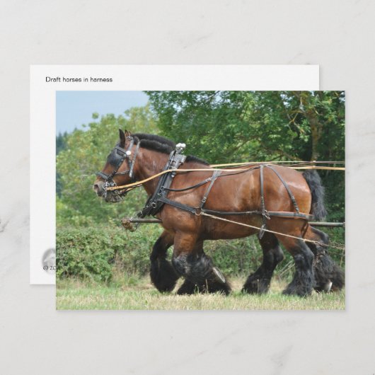 馬具荷車を引く付きの馬 ポストカード (正面/裏面)