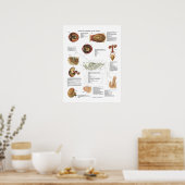 馬内臓解剖学獣医図 ポスター (キッチン)