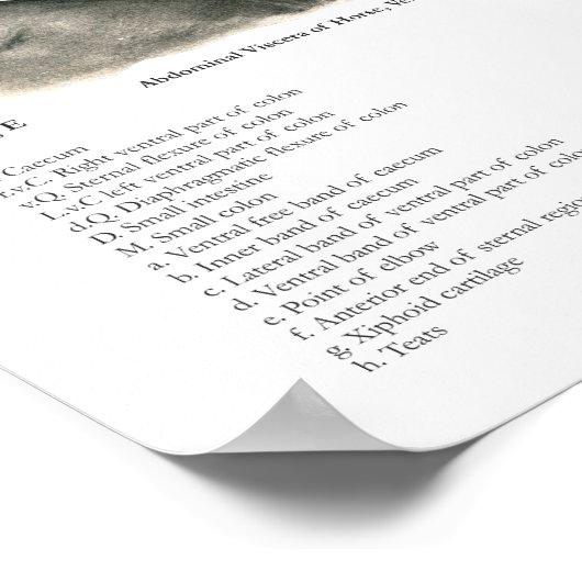 馬内部解剖図 ポスター (角)