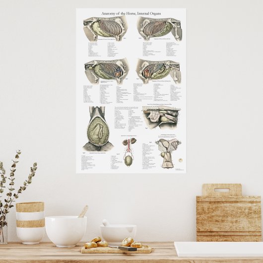 馬内部解剖図 ポスター (キッチン)