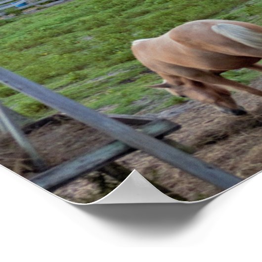 馬写真 ポスター (角)