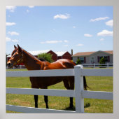 馬写真 ポスター (正面)