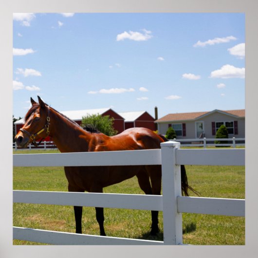 馬写真 ポスター (正面)