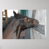 馬写真 ポスター (正面)