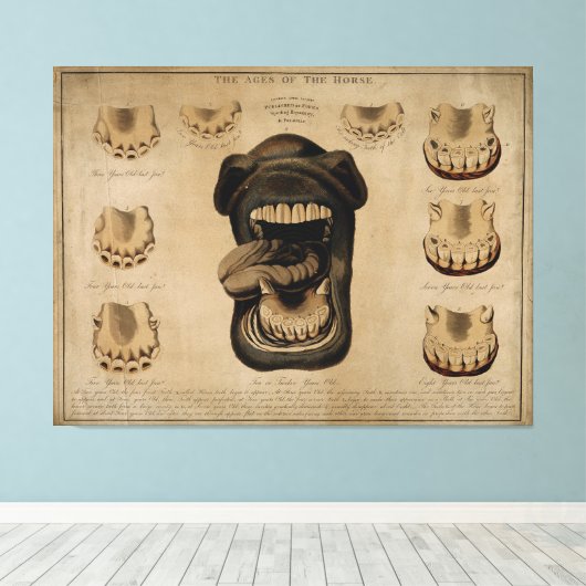 馬口の歯の年齢エッチング水色 キャンバスプリント (インサイチュ (ウッドフロア))