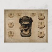 馬口の歯の年齢エッチング水色 ポストカード (正面)