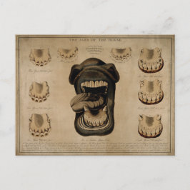 馬口の歯の年齢エッチング水色 ポストカード