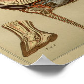 馬器内解剖学プリント ポスター (角)