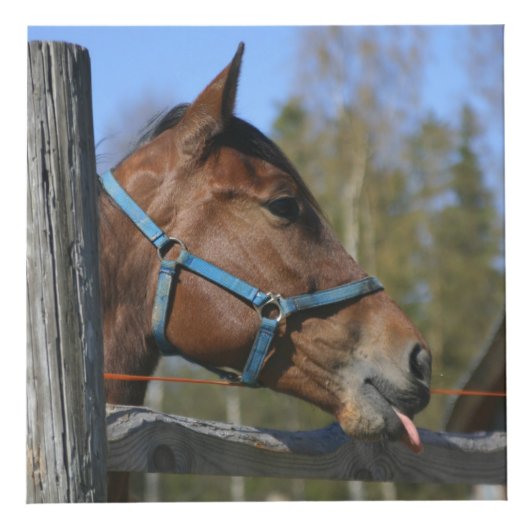 馬好きのカスタムな写真の立方体 フォトキューブ (正面)