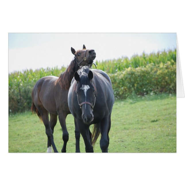 馬好き (正面横)