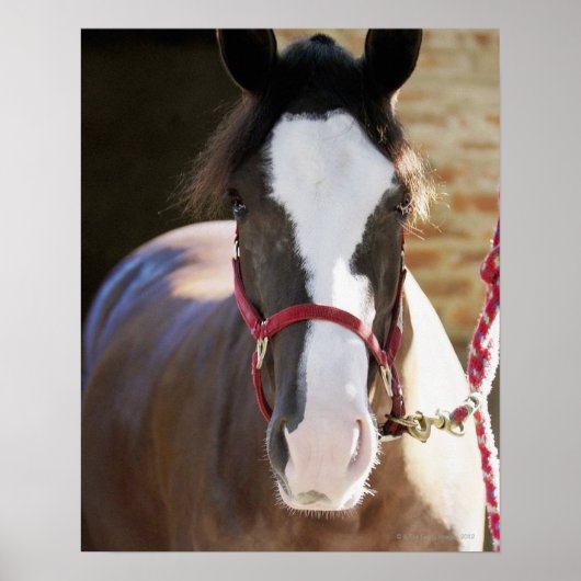 馬小屋で縛られた馬の接頭 ポスター (正面)